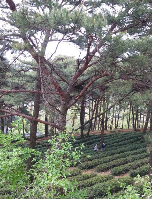 Korean Traditional House - Chungnokdang Ξενοδοχείο Boseong Εξωτερικό φωτογραφία